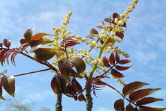 Spondias pinnata